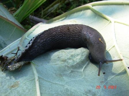 Limax aldrovandi Moquin-Tandon 1855 da Valle Orsigna (PT)